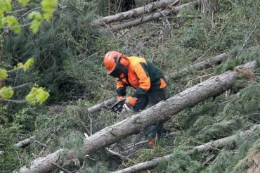 Licitación de obras forestales